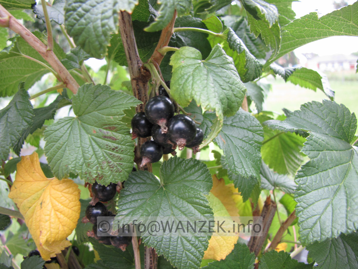 Johannisbeeren schwarz Black Gigant.JPG